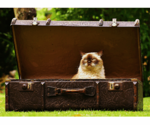 cat in briefcase
